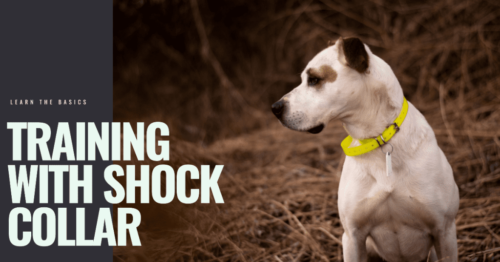 How To Use Shock Collar for Training 