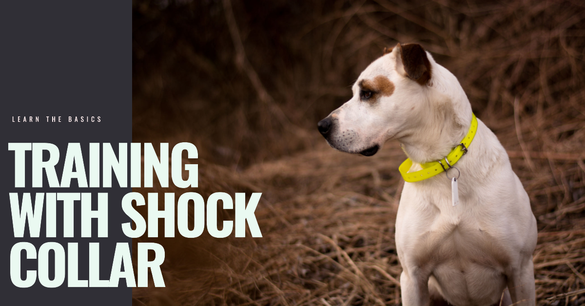 How To Use Shock Collar For Training Dogs? Simple Guide ThePetcareidea