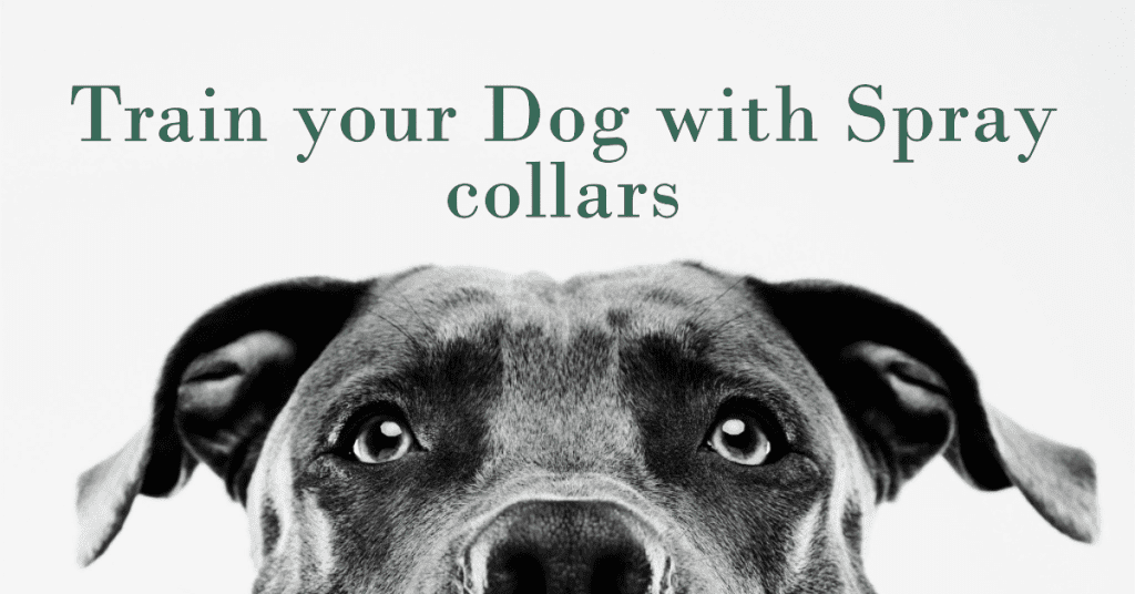 Train your Dog with Spray collars