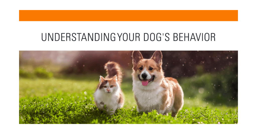 understand your dog