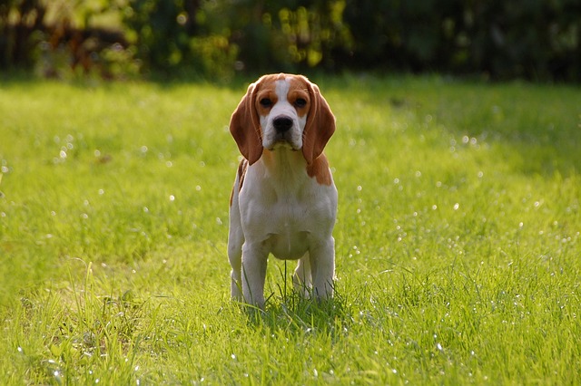 Best Dog for Older People