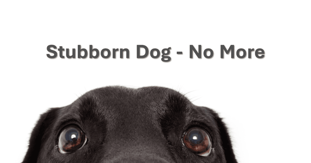 Best Shock Collar For Stubborn dogs
