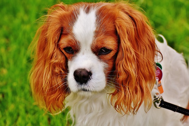 Cavalier King Charles Spaniel