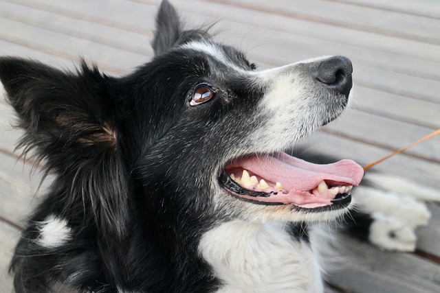 Collie