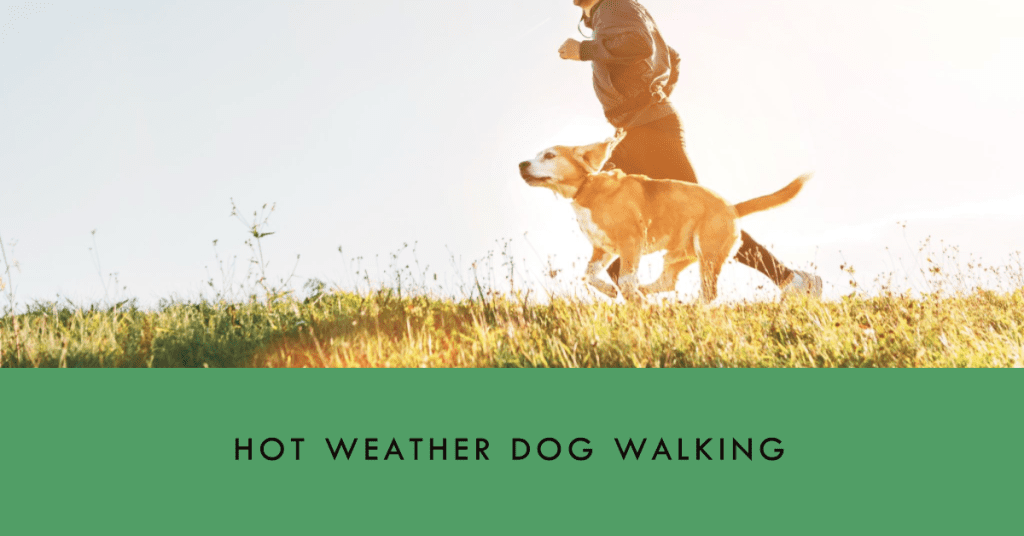 How Hot Is Too Hot To Walk Dogs