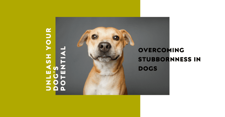 Stubborn dog