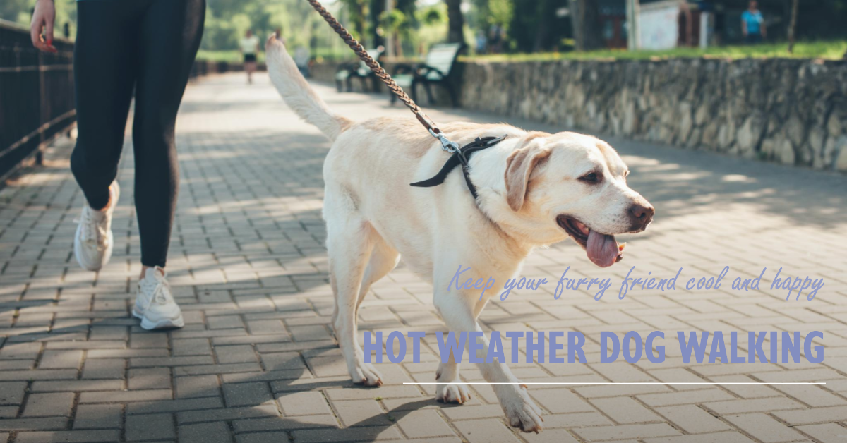 hot weather dog walking
