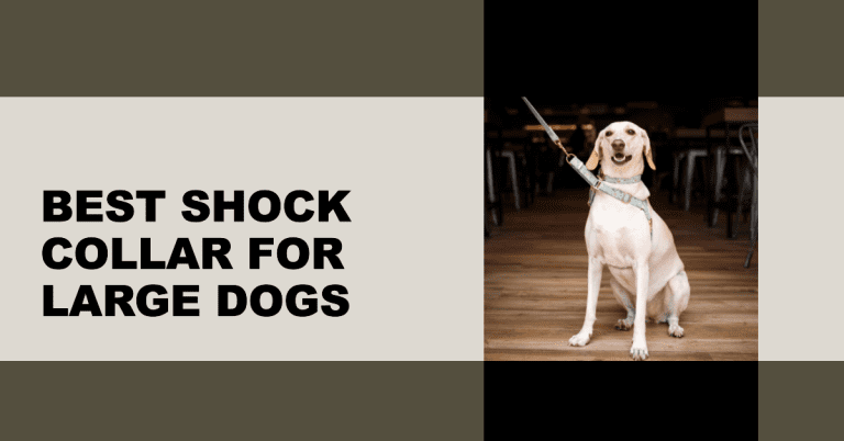 Best Shock Collar For Dogs Over 100 Pounds