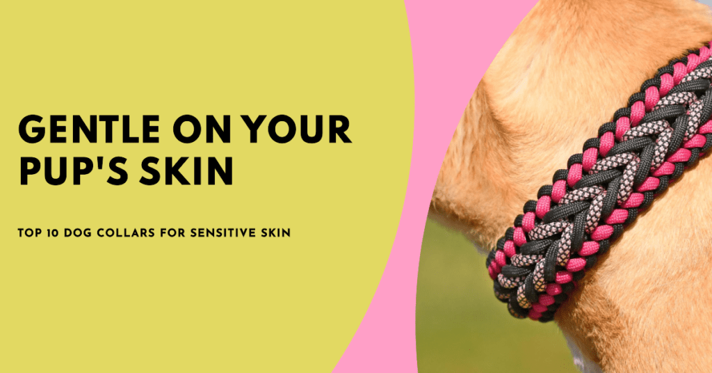 Best Dog Collars for Sensitive Skin
