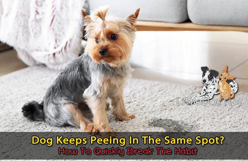 Will Vinegar Stop Dog Peeing In Same Spot