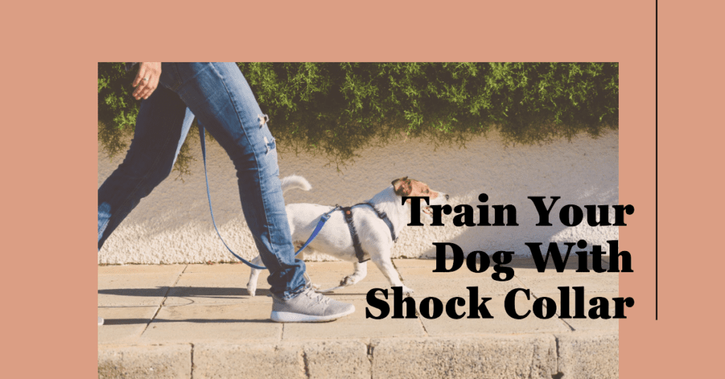 How Long Does It Take to Train a Dog with a Shock Collar