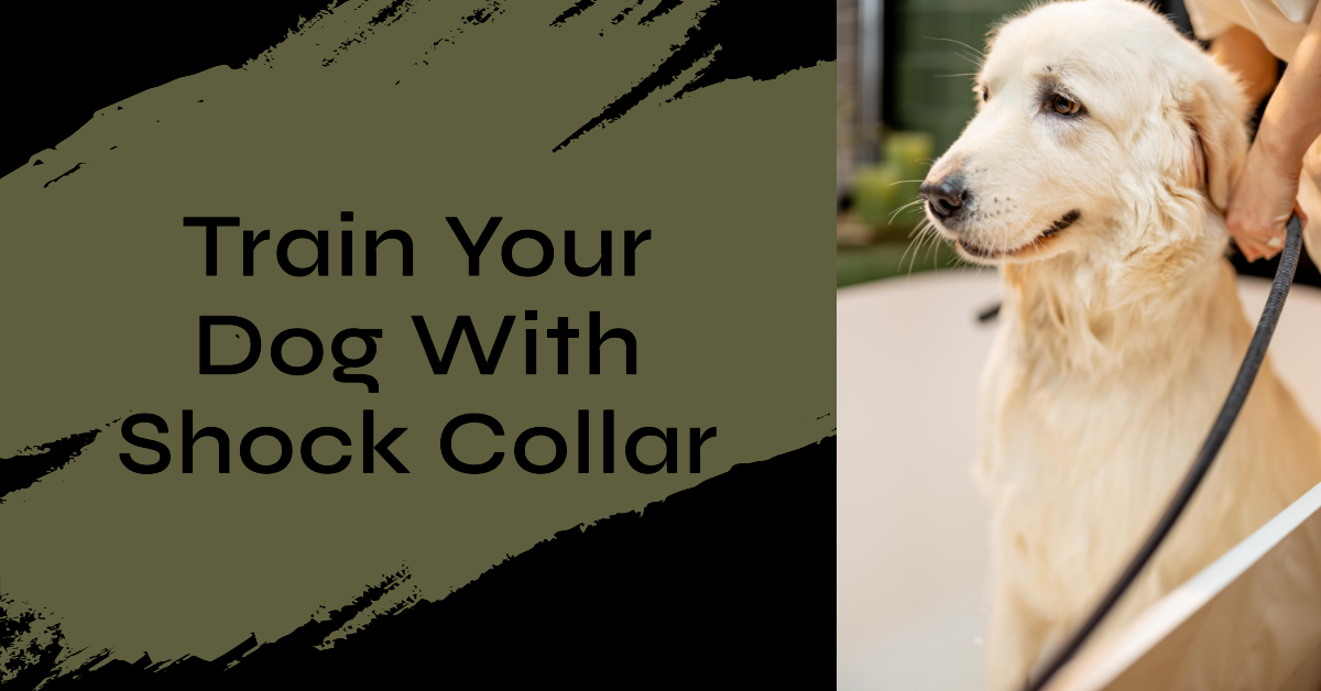 How Long Does It Take to Train a Dog with a Shock Collar