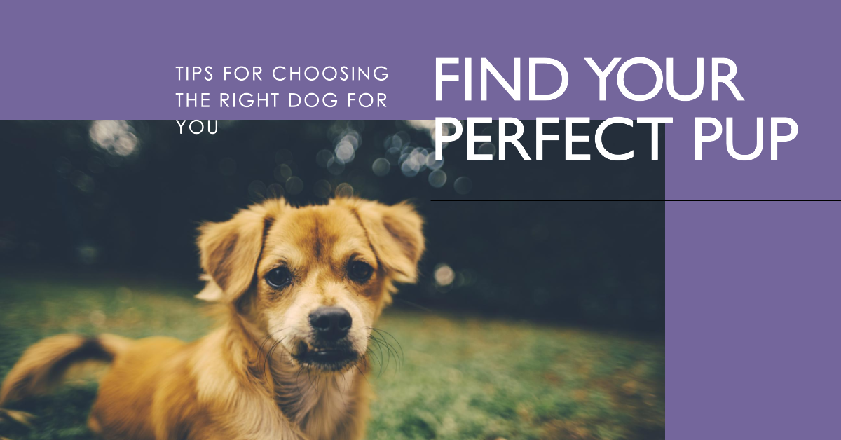 How To Find The Perfect Dog For You