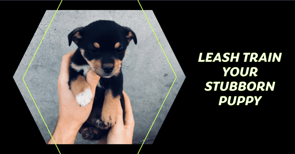 How To Leash Train A Puppy That Won't Walk