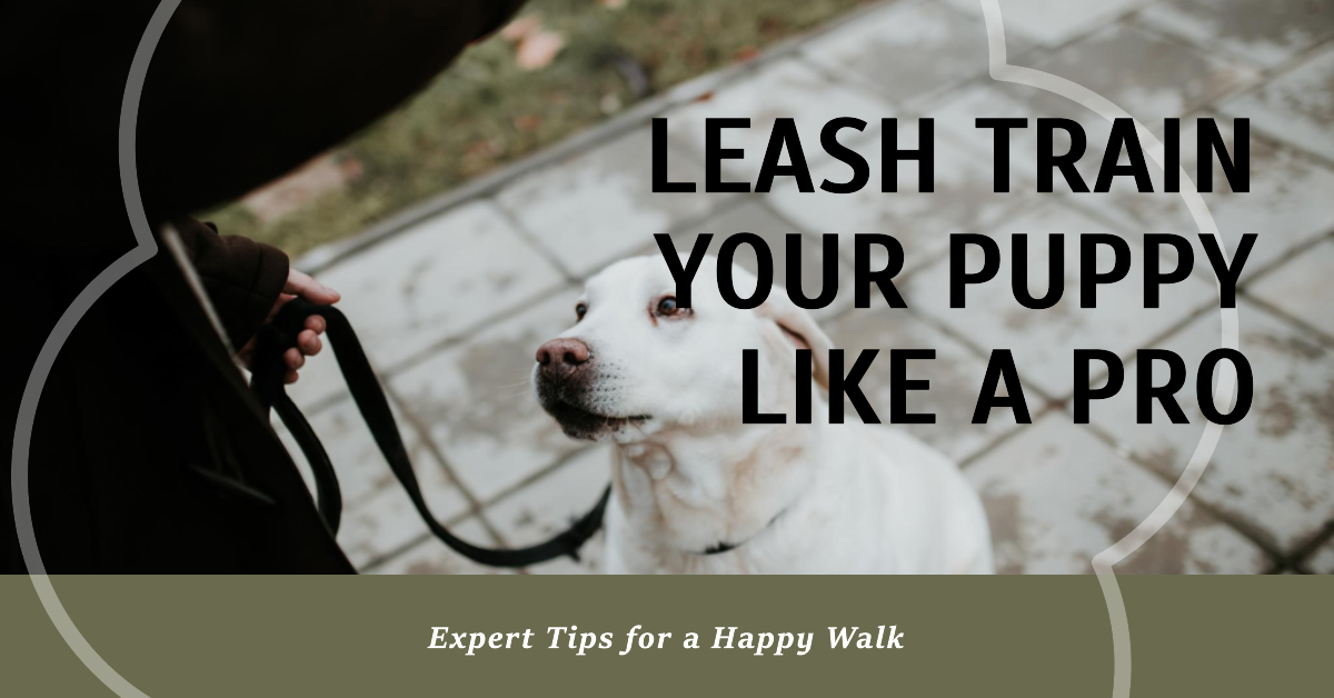 How To Leash Train A Puppy