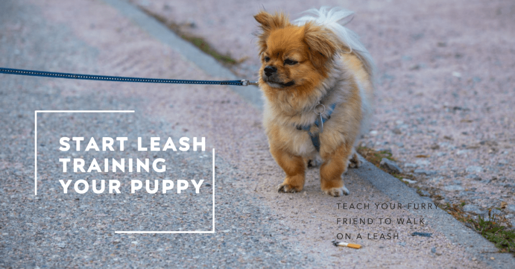 What Age To Start Leash Training A Puppy