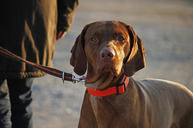 Are Leather Collars Better for Dogs