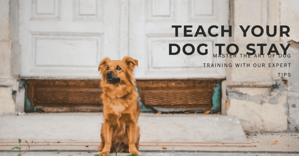 Teach your dog to stay