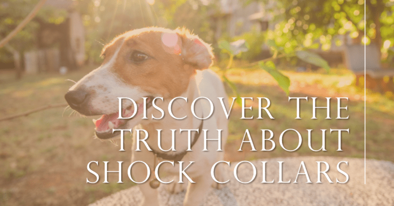 Do Professional Dog Trainers Use Shock Collars