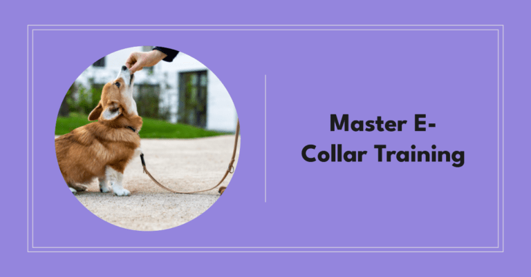 How To Use E Collar For Training