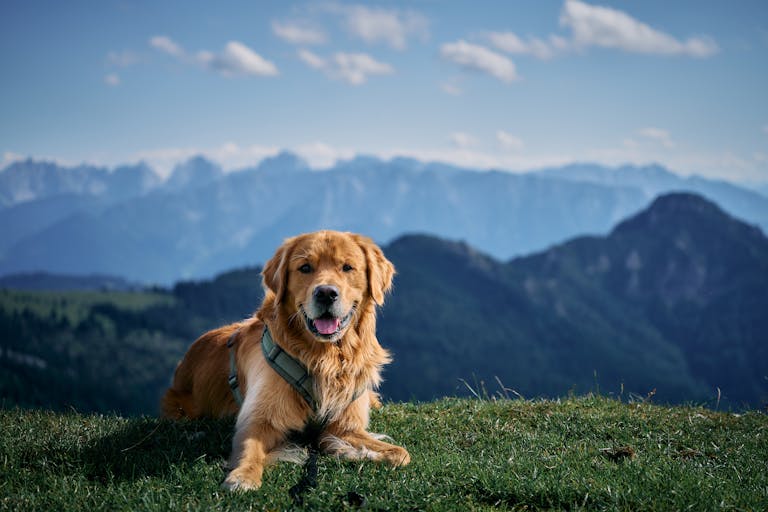 Atenolol Dosage For Dogs Calculator : A Free Comprehensive Guide 2 Atenolol Dosage For Dogs Calculator