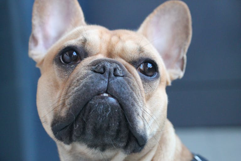10 French Bulldog Facts You May Not Know About Frenchies 4 Adorable French Bulldog with expressive eyes in a close-up portrait.