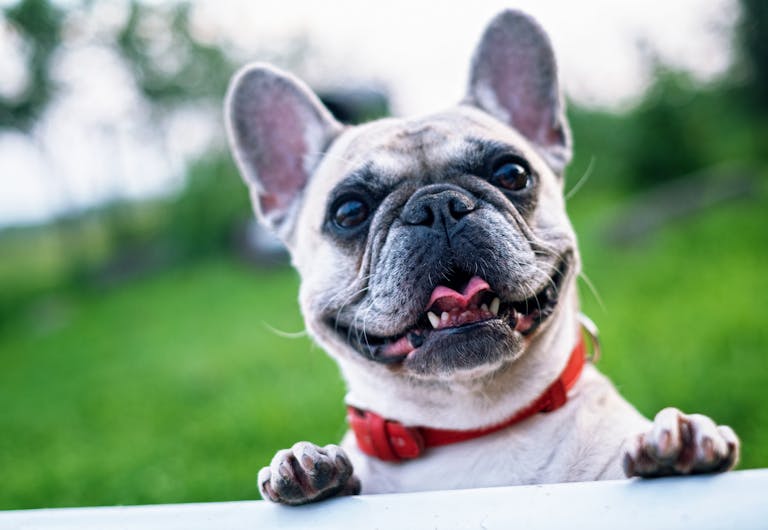 Ultimate French Bulldog Guide: Insights from the French Bull Dog Club and Bull Dog Club of America 5 Happy French Bulldog with red collar enjoying a sunny day outdoors.