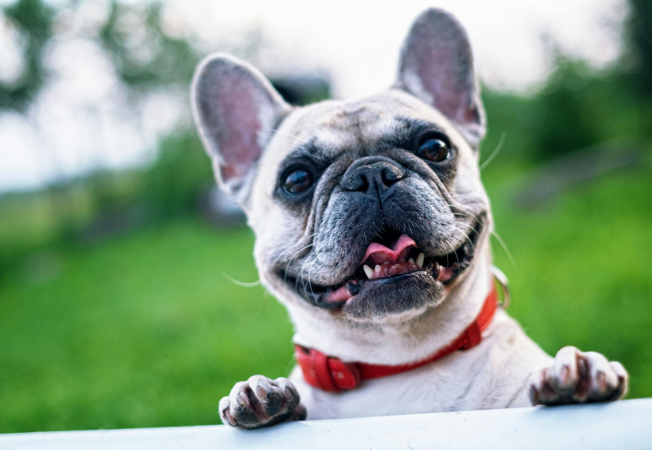 Happy French Bulldog with red collar enjoying a sunny day outdoors
