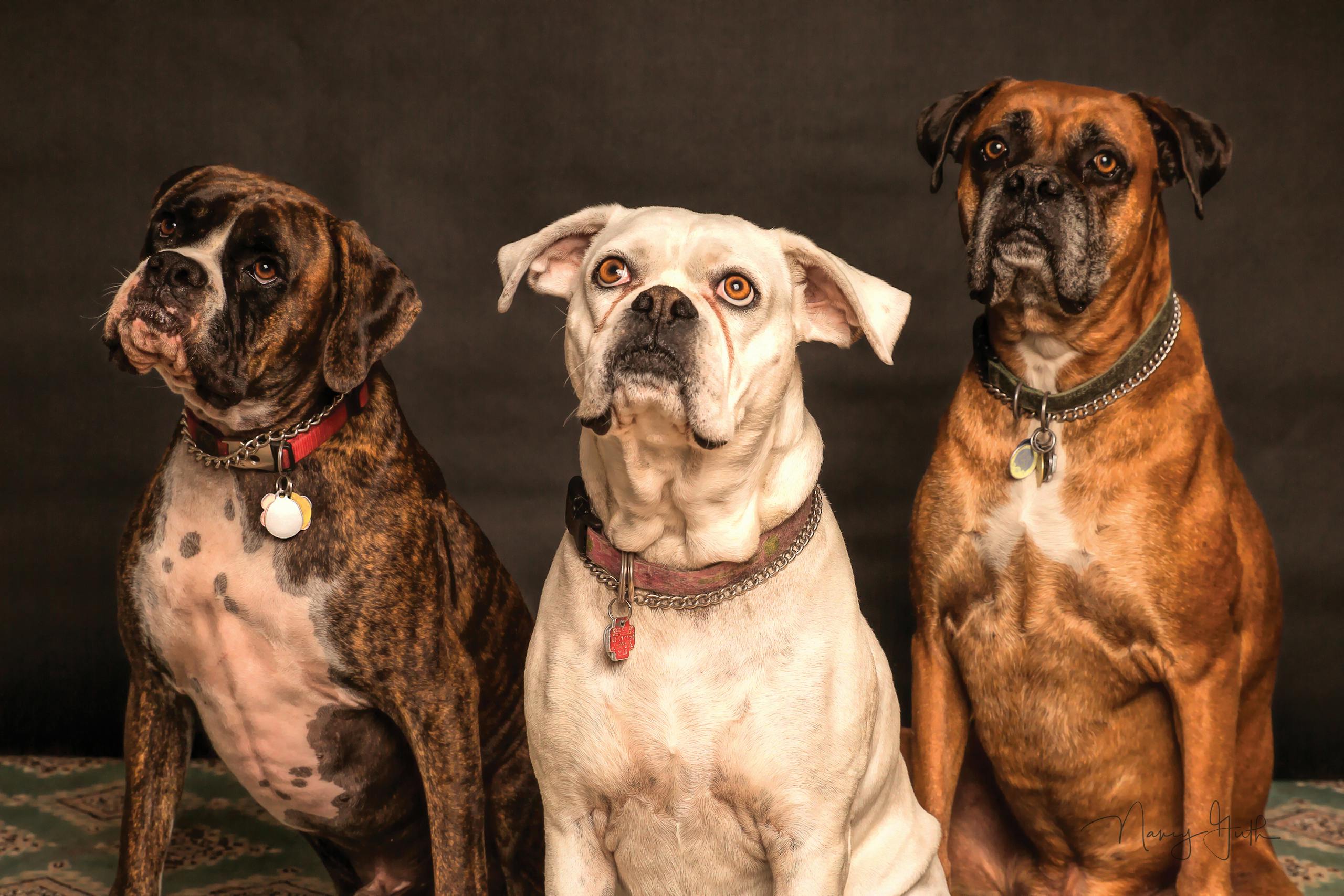 Three Boxer dogs posing in a studio setting, showcasing elegance and charm.Dog Lap Day Calculator