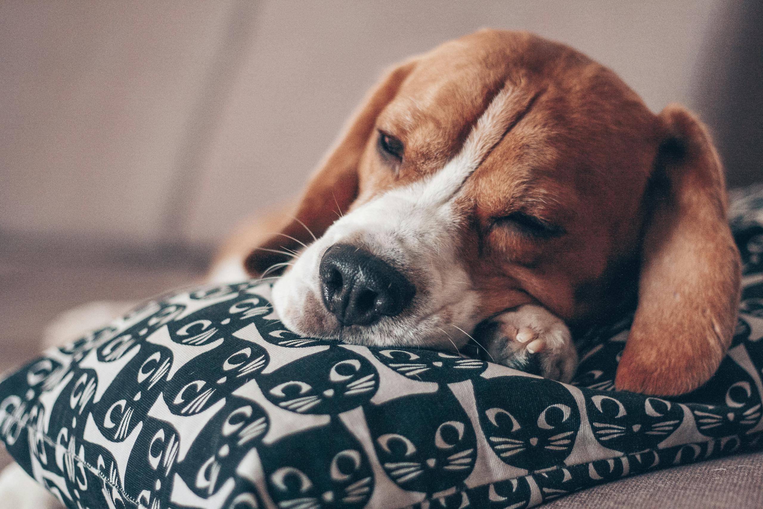 Unveiling the mystery of why your dog wants to sleep in your room! Explore reasons behind this common dog sleep behavior and what it means.