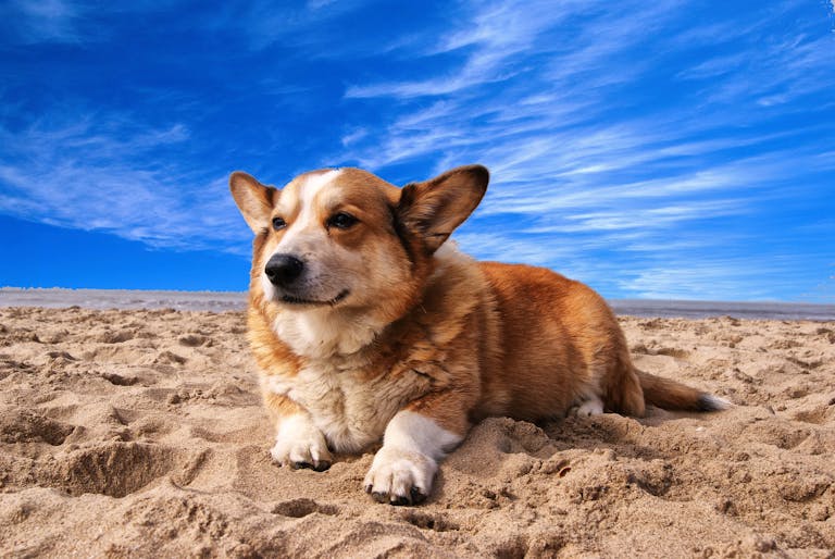 Free Praziquantel Dosage Calculator for Dogs 6 A cute corgi laying on a sunny beach, perfect for pet and summer themes.