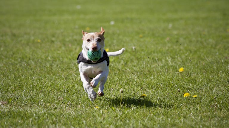 Free Azithromycin for Dogs Dosage Calculator 5 Azithromycin for Dogs Dosage Calculator