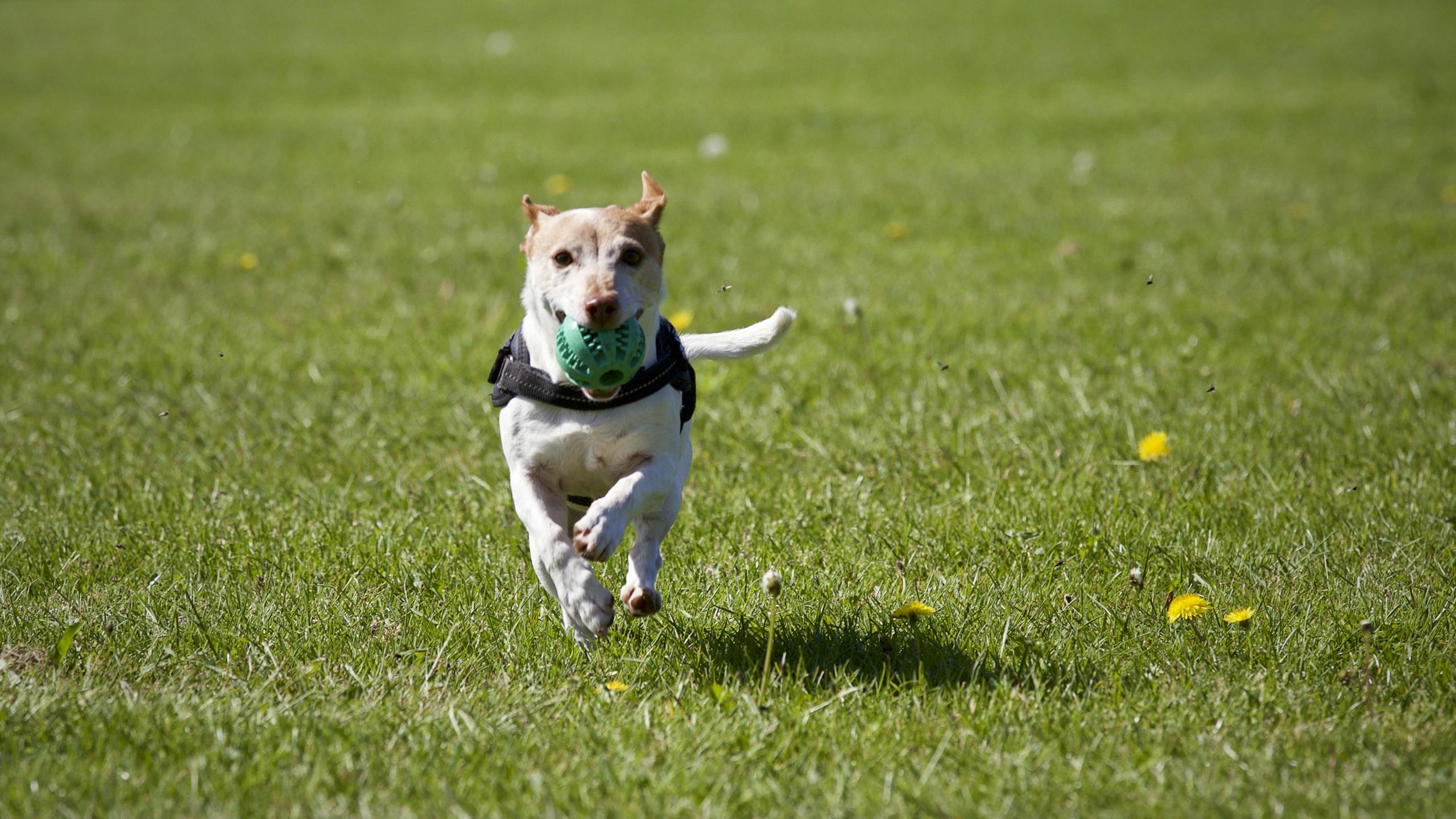 Azithromycin for Dogs Dosage Calculator