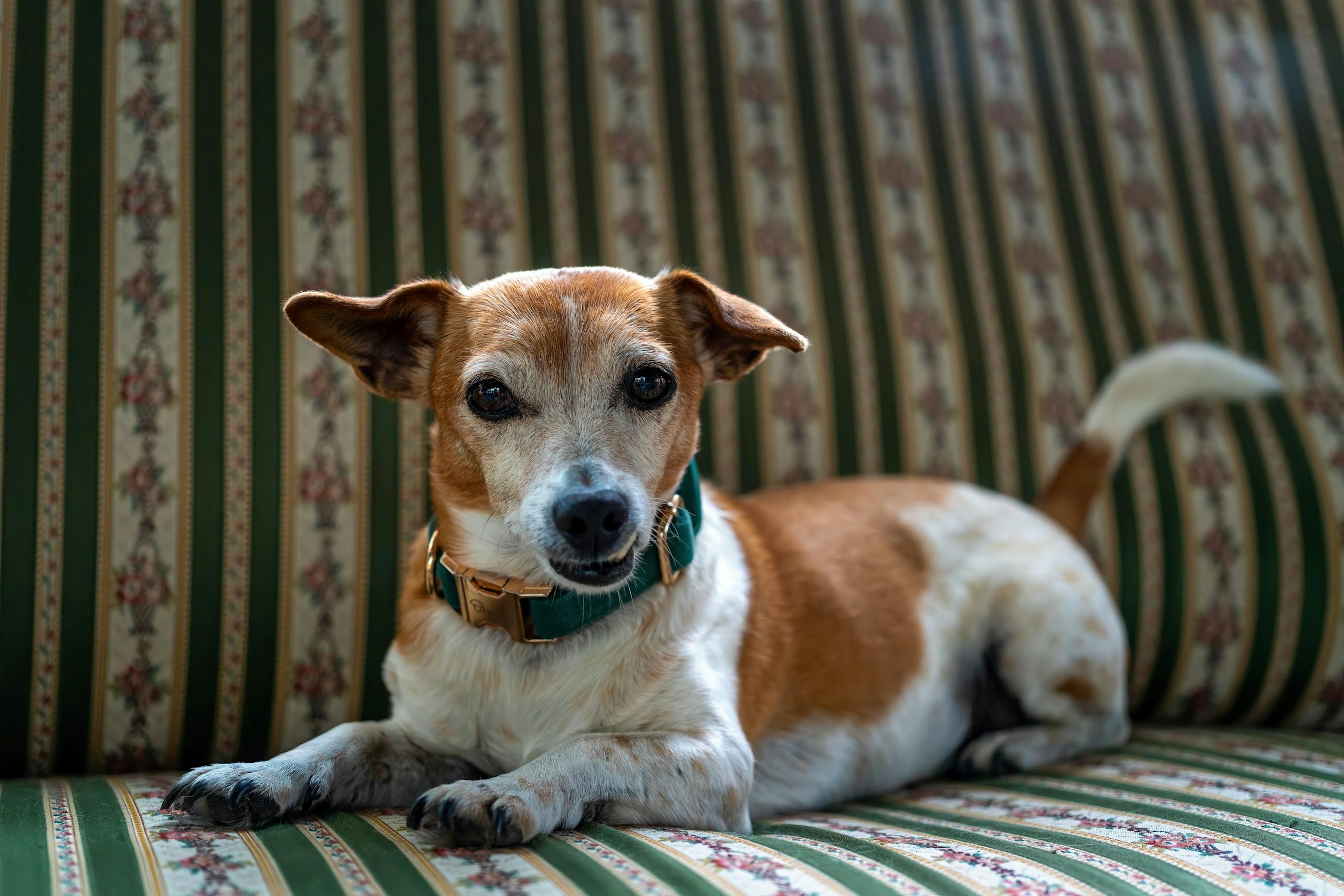 A cute Jack Russell Terrier dog resting on a striped sofa, looking at the camera.