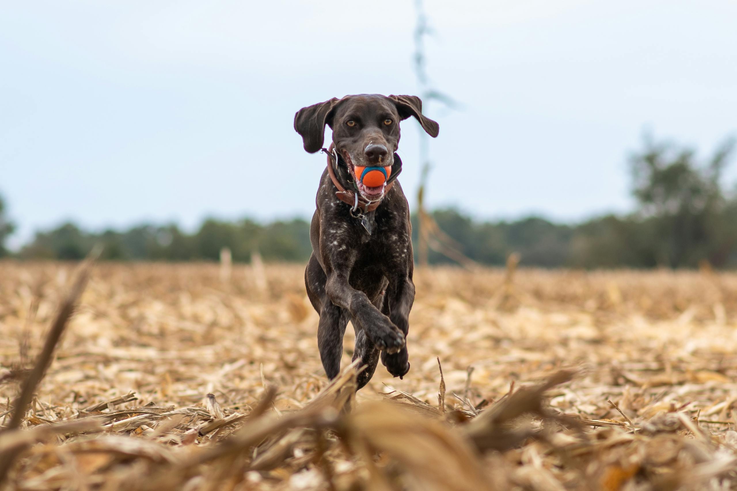 A German Shorthaired Pointer joyfully runs with an orange ball in a field, showcasing its energy.