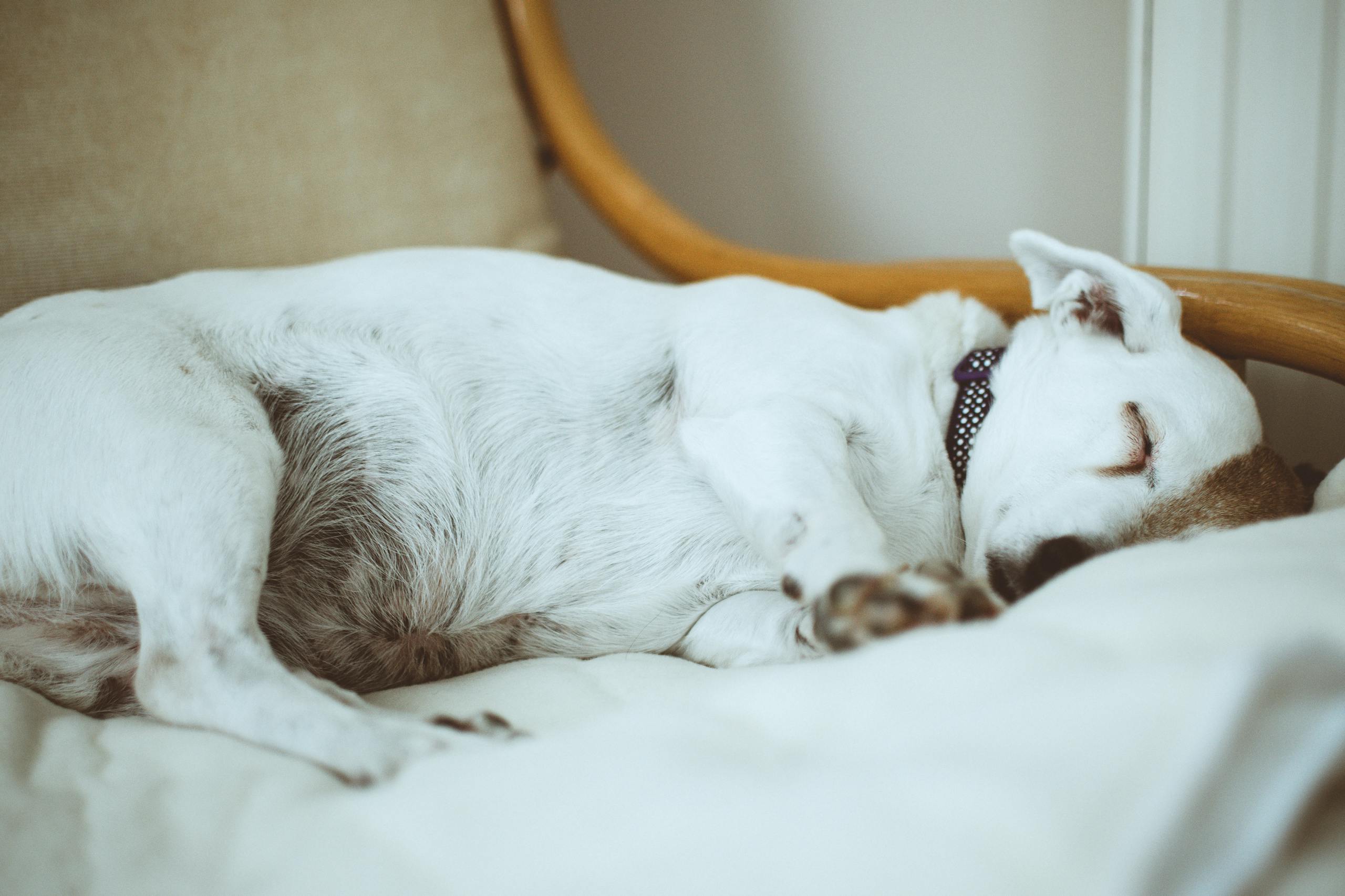 A peaceful Jack Russell Terrier sleeps on a cushioned chair indoors.