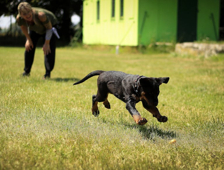 10 Ultimate Strongest Shock Collars For Dogs That Work Even Without A Trainer 1 A young dog joyfully playing fetch on a grassy field with a person nearby.