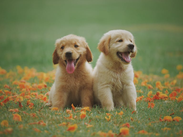 Free Dog Heat Cycle Calculator 7 Adorable golden retriever puppies sitting in a field of flowers, enjoying a sunny day.
