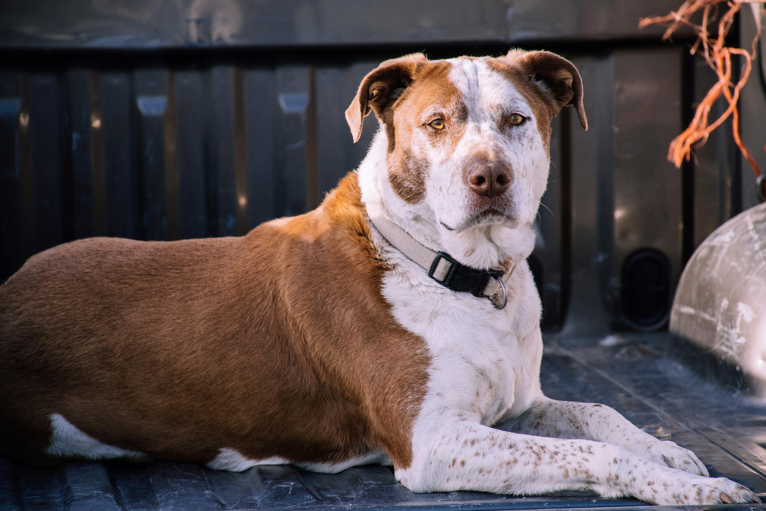 Are Leather Collars Better For Dogs?