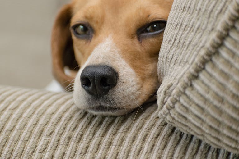 Beagle Mixes for Adoption : Find Your Perfect Companion 4 Beagle Mixes for Adoption