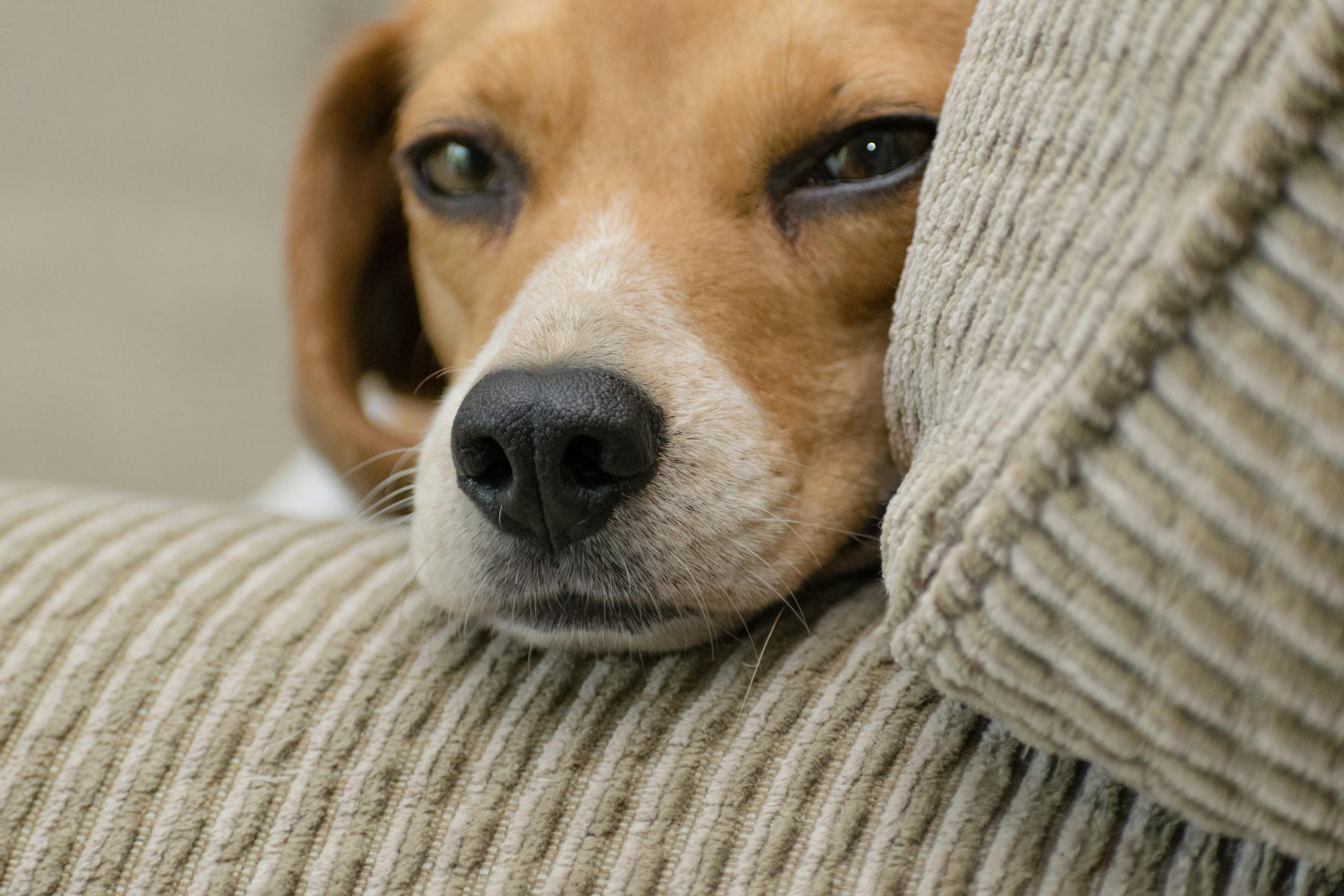 Beagle Mixes for Adoption