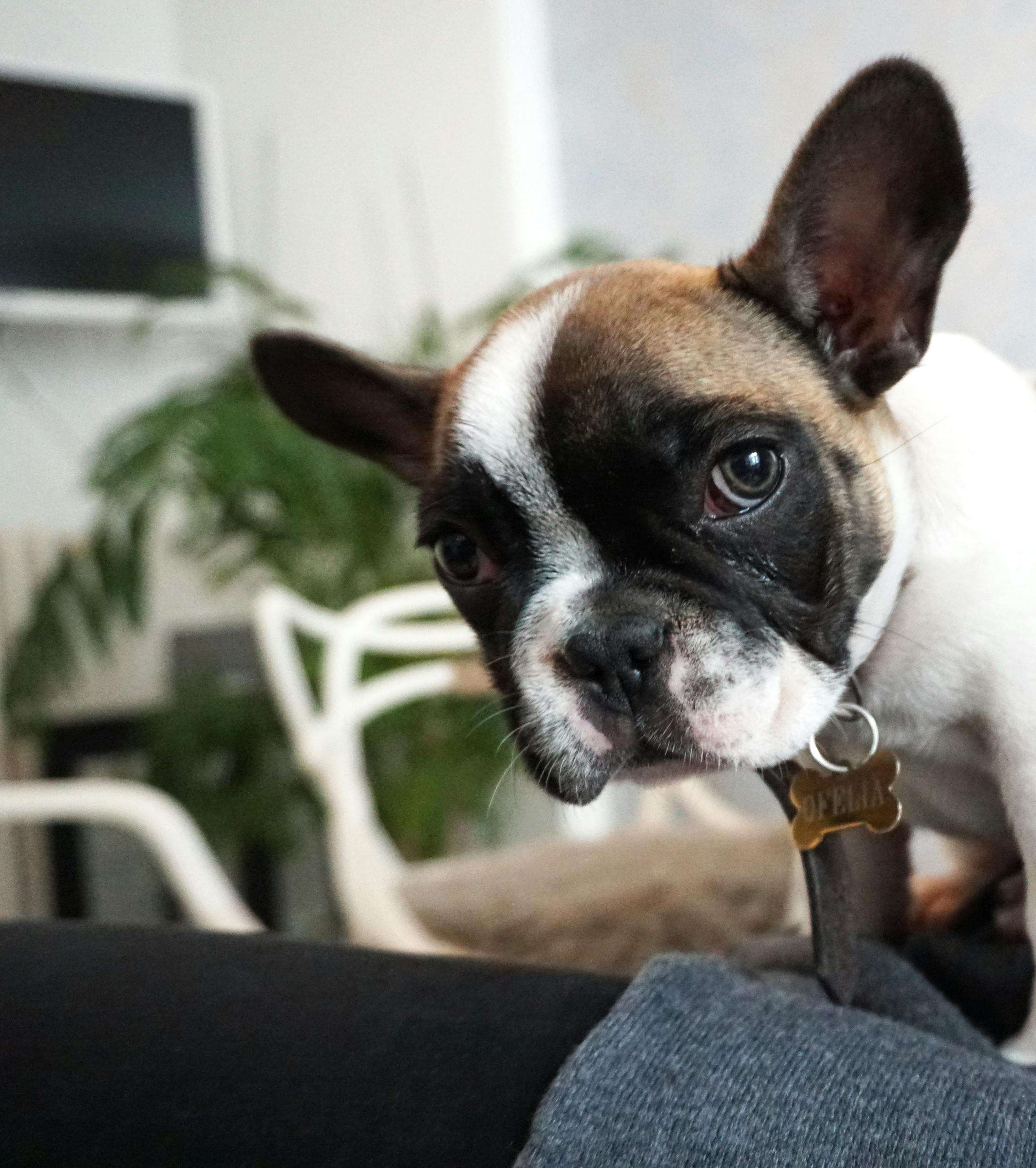 Do French Bulldogs Get Along With Other Dogs? What Every Dog Owner Should Know 1 Cute French bulldog puppy looking at the camera in a cozy indoor setting.