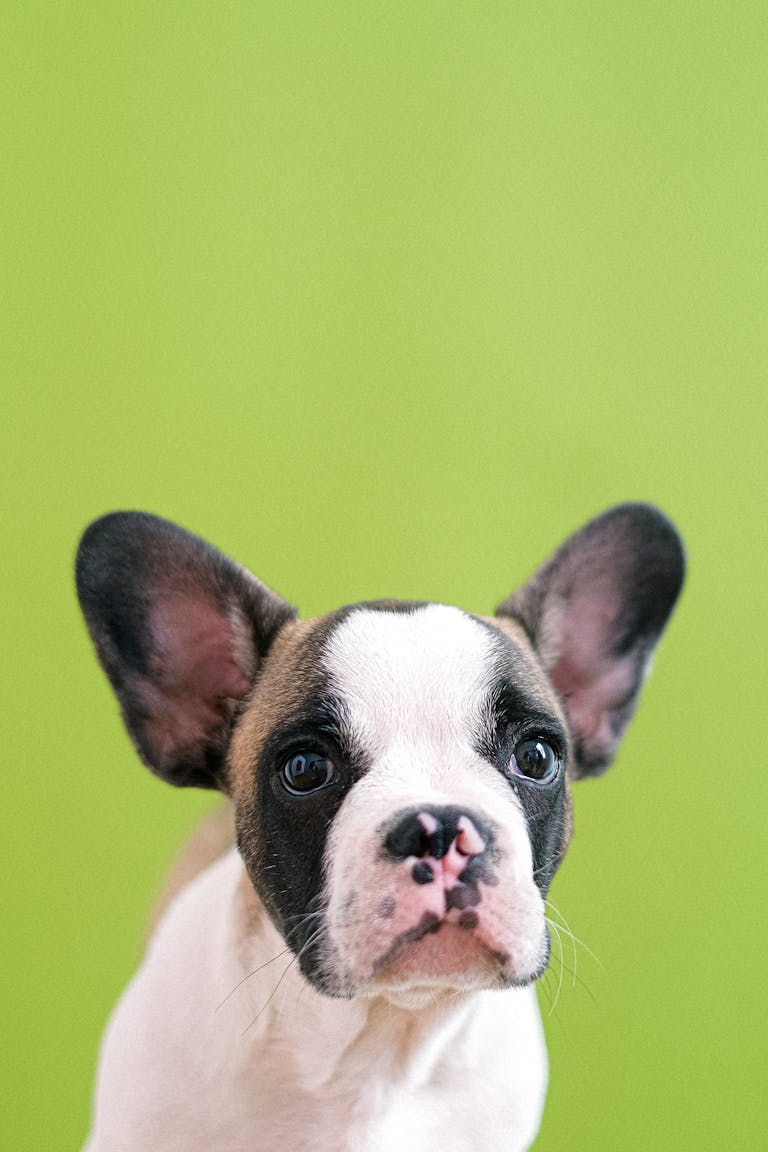 Are Frenchies Aggressive? 2 Cute French Bulldog puppy portrait against a vibrant green background.