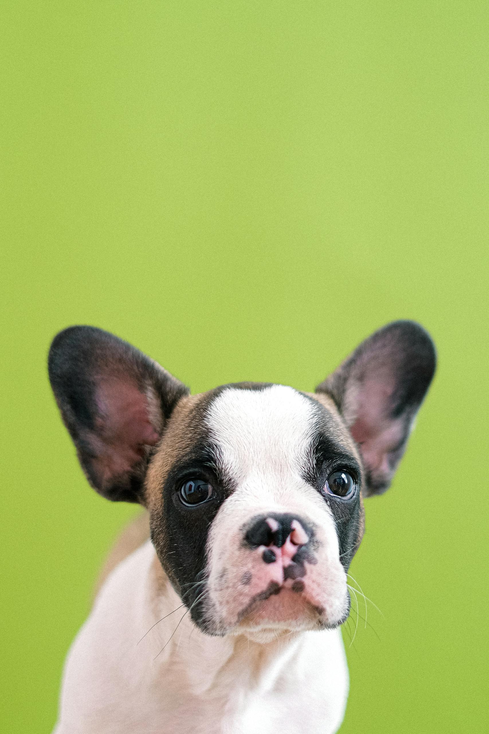 Are Frenchies Aggressive? 1 Cute French Bulldog puppy portrait against a vibrant green background.