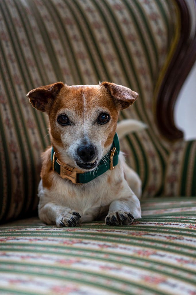 Are Jack Russell Terriers Hypoallergenic? The Truth About Allergies 2 Are Jack Russell Terriers Hypoallergenic?