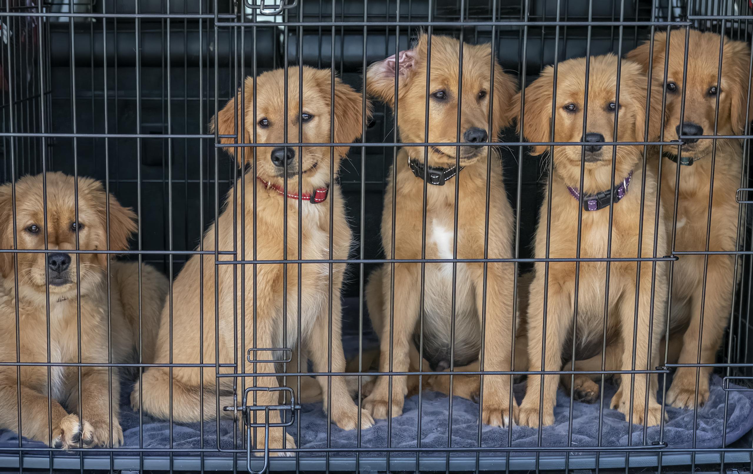 How To Crate Train Your Puppy Fast: The Best Way To Crate Train Your Dog 1 Five cute golden retriever puppies sitting inside a cage, looking playful and curious.