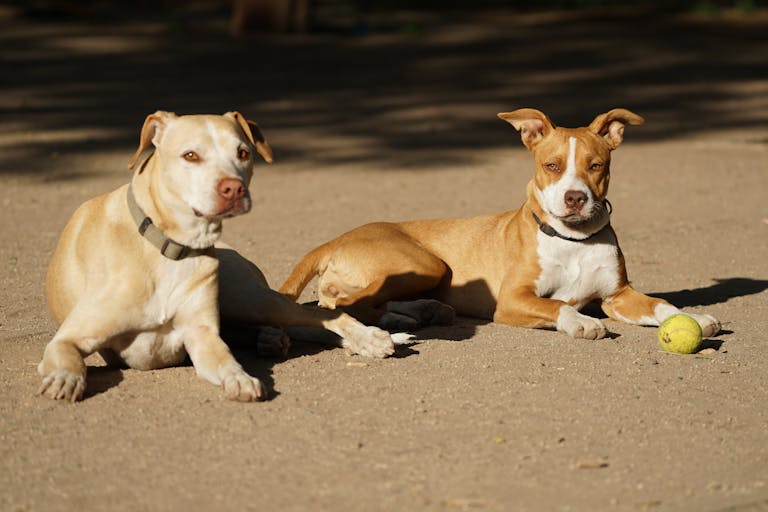 10 Best Shock Collar For Stubborn Dogs For Training 7 Two dogs resting on a sunny day, one with a tennis ball beside them.