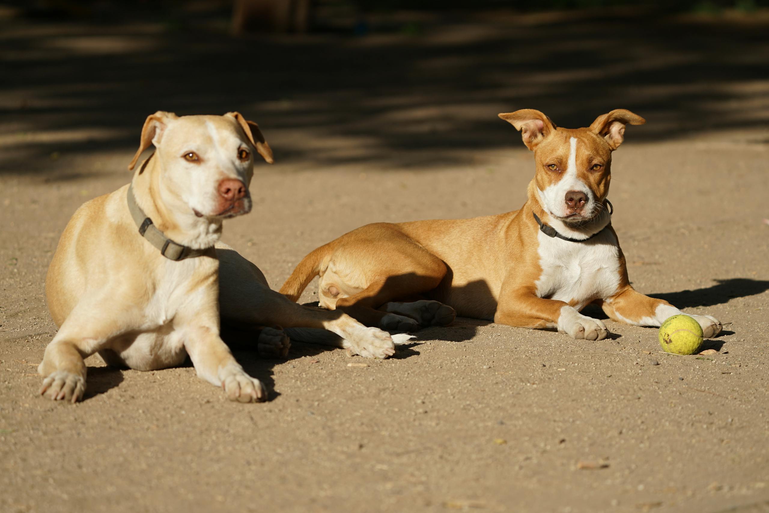 10 Best Shock Collar For Stubborn Dogs For Training 1 Two dogs resting on a sunny day, one with a tennis ball beside them.