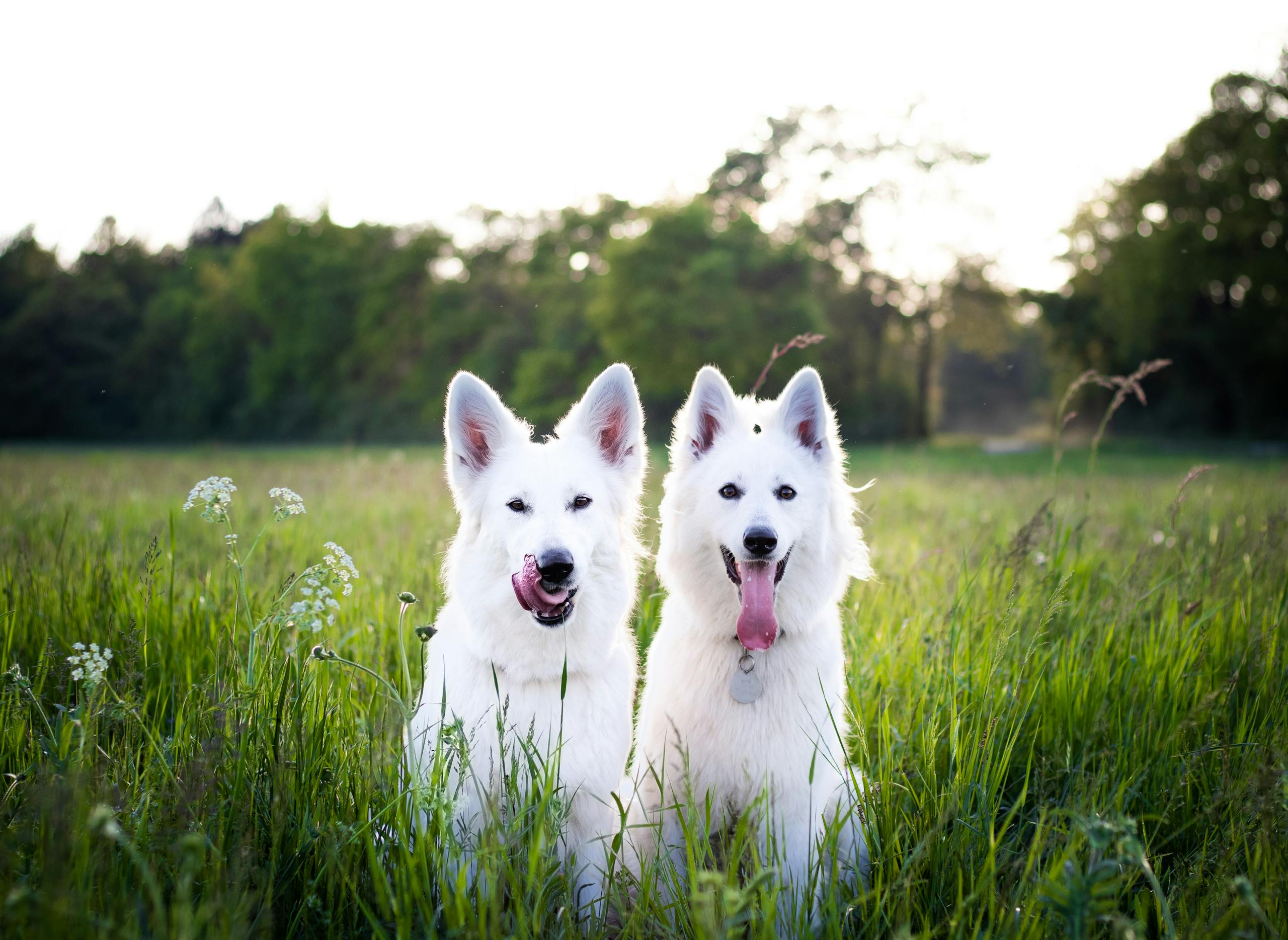 Albon Dosage Calculator For Dogs
